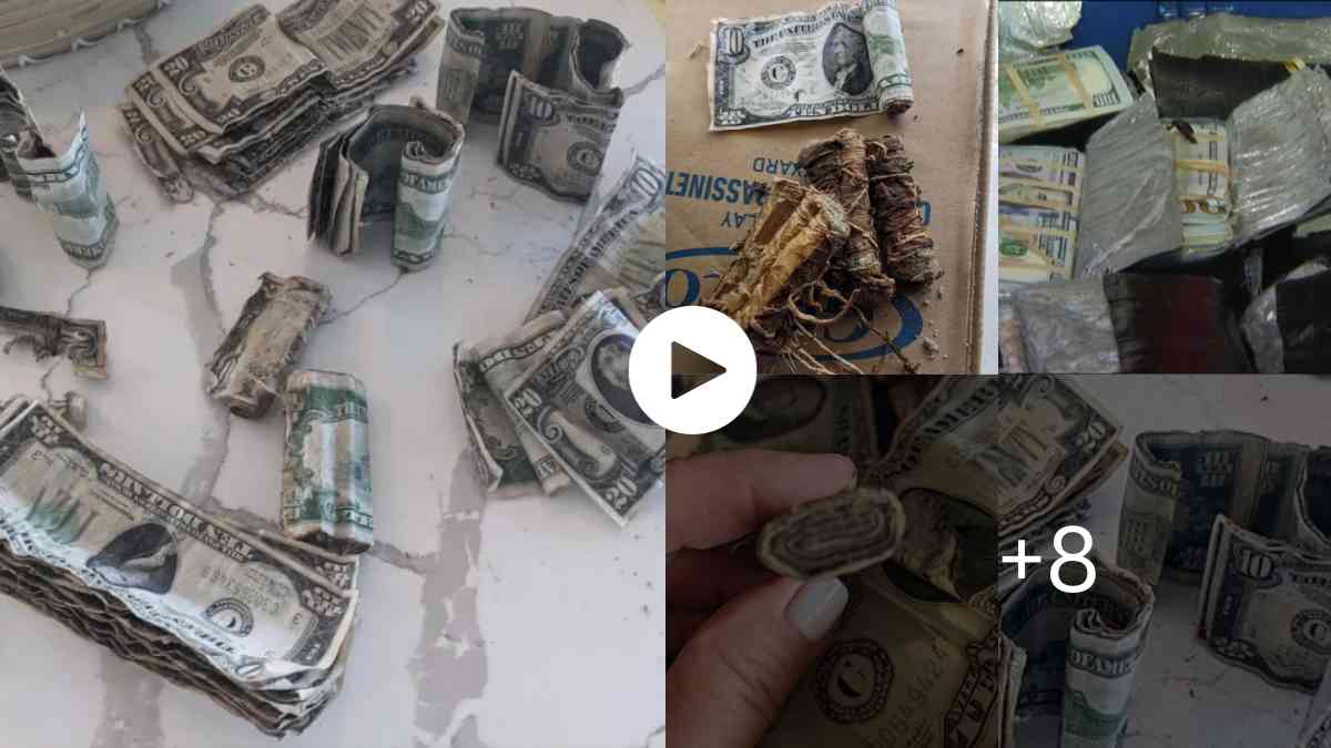Mysteries Of The World Cursed Bag of Cash Found in Backyard