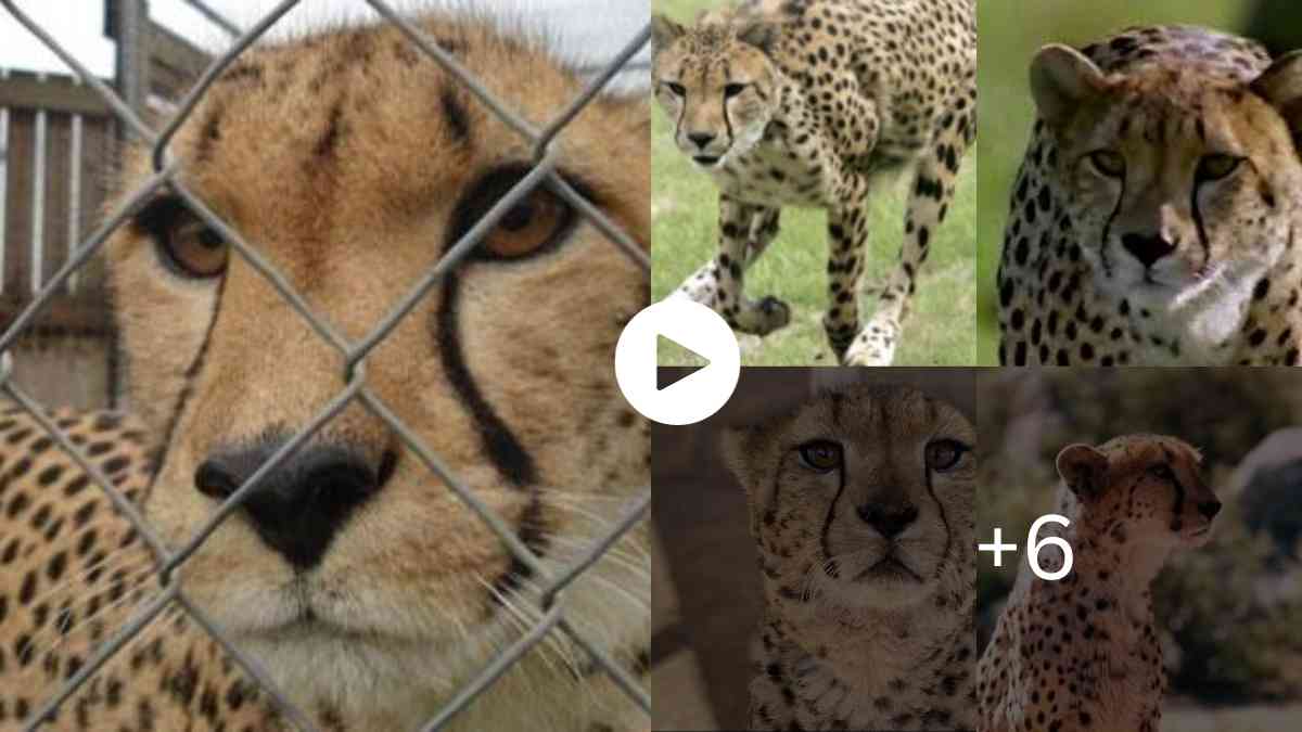 Mysteries Of The World Boy Finds Cheetah in His Garden