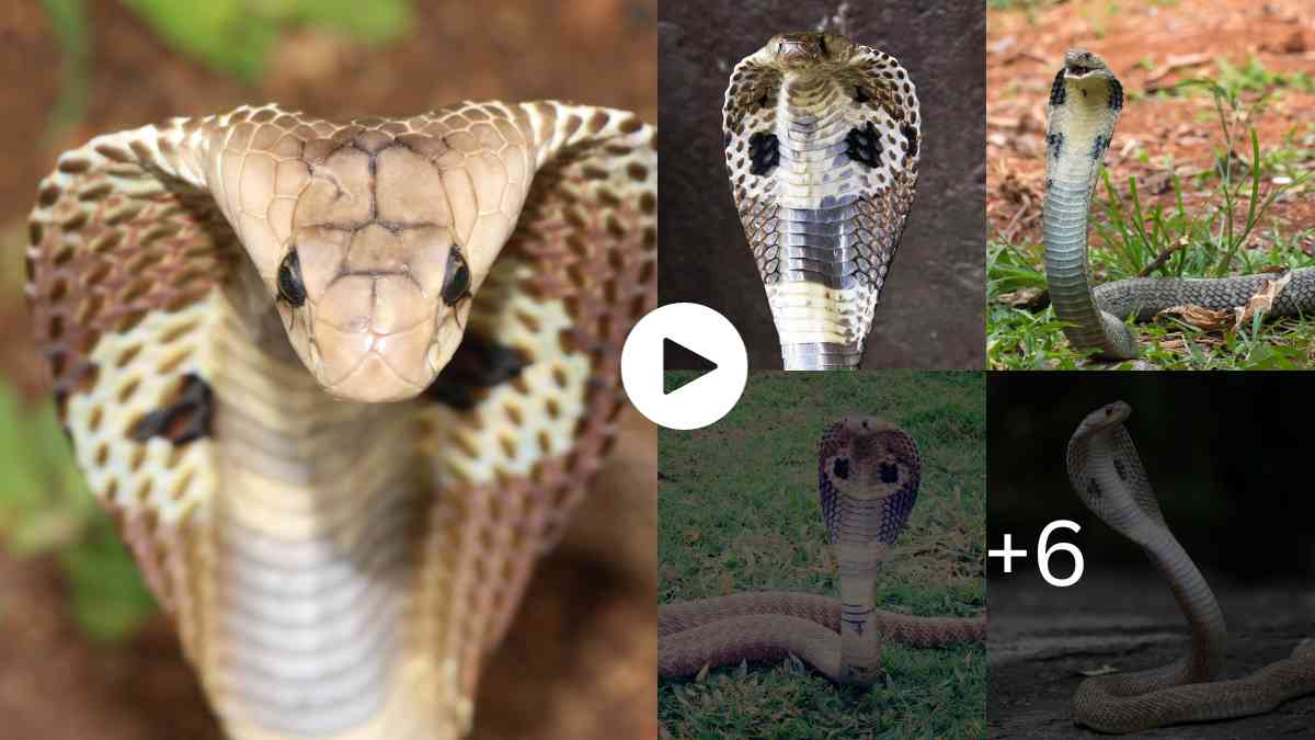 Mysteries Of The World 11 Venomous Indian Cobras Discovered in Missouri
