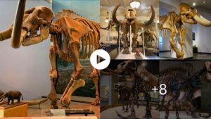Mysteries Of The World Mammoth Bones Found In USA