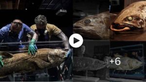 Mysteries Of The World An Extinct Prehistoric Fish Found Alive on a South African Fishing Boat