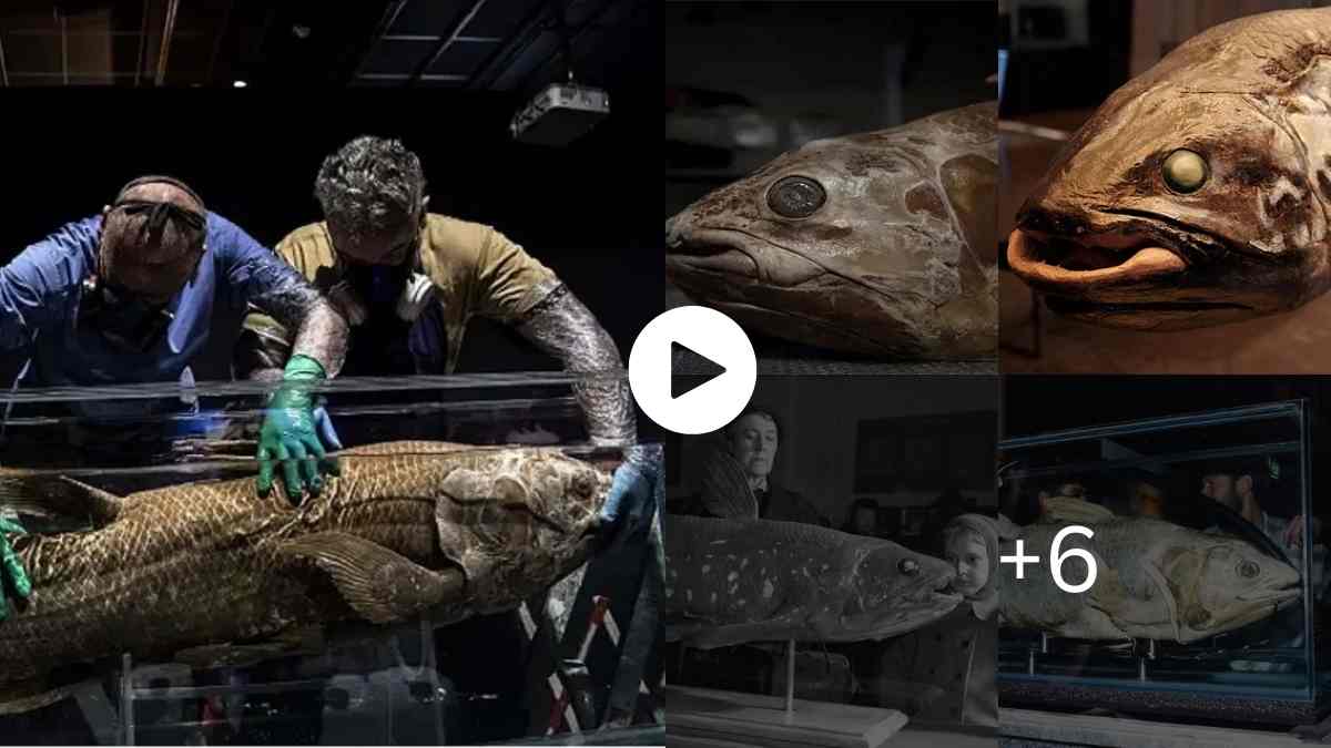 Mysteries Of The World An Extinct Prehistoric Fish Found Alive on a South African Fishing Boat