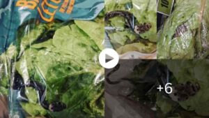 Mysteries Of The World Venomous Snake Found in Bag of Romaine Lettuce