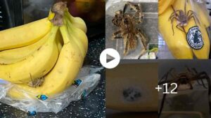 Mysteries Of The World Most Venomous Spider In The World Found In Store-Bought Bananas