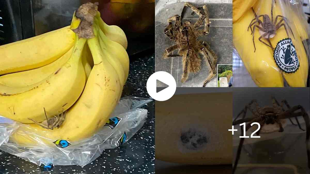 Mysteries Of The World Most Venomous Spider In The World Found In Store-Bought Bananas,