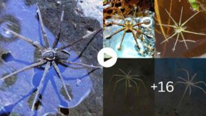 Mysteries Of The World Newly Discovered Australian Spider Breathes Underwater