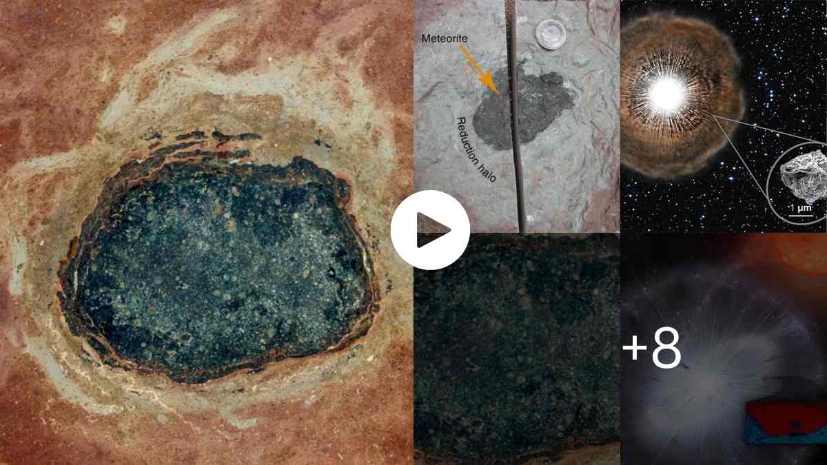 Mysteries Of The World Seeds Discovered Embedded in an Ancient Meteorite