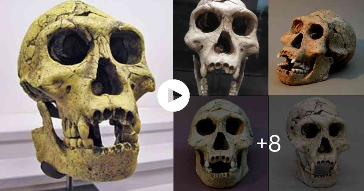Mysteries Of The World Hobbit Skeletons Discovered in Asia