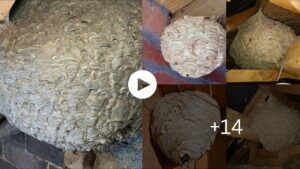 Mysteries Of The World Giant Wasps Nest Discovered