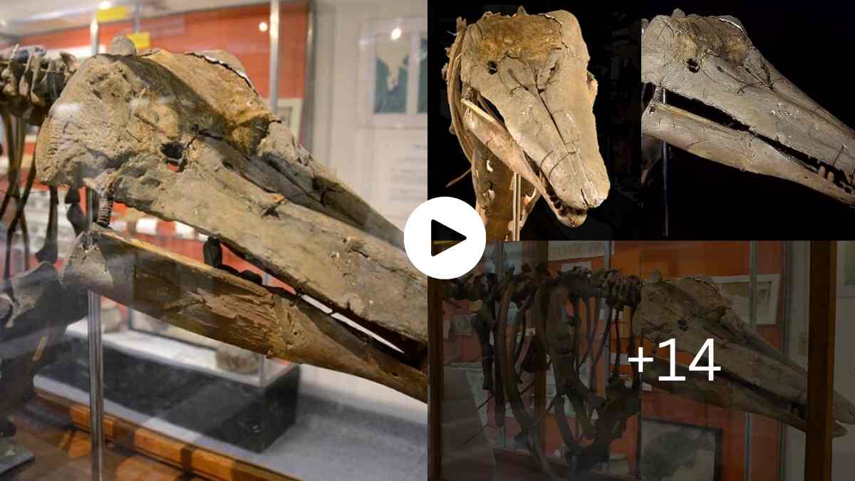 Mysteries Of The World Whale Fossils Discovered on a Farm 200 Miles Away From the Ocean